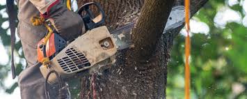 How Our Tree Care Process Works  in  Five Points, FL